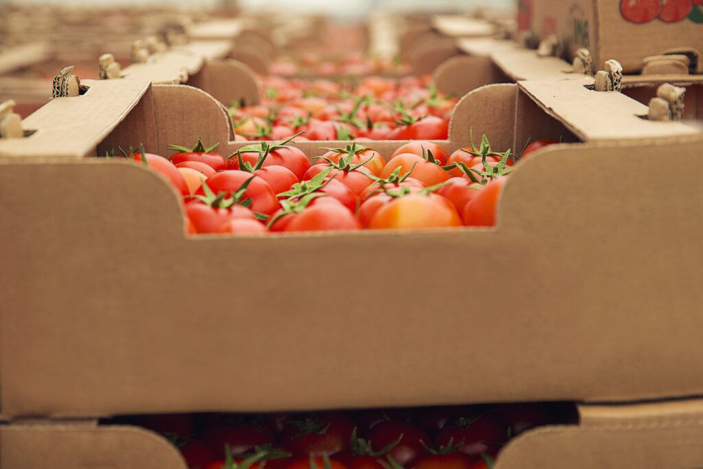 Cajas de cartón para agricultura llenas de tomates frescos, fabricadas en Almería.